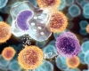 PhD in Advanced Immunology