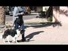 Dog Behavior: Problems and Solutions