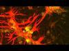 Inside Cancer: How Genes Influence Cancer Development