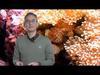 How genomes evolved