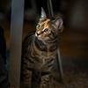 The Changing Status and Perception of Animals