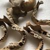 REAL BONES:  Adventures in Forensic Anthropology