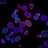 The Little Stuff: Energy, Cells, and Genetics