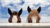 The Horse Course: Introduction to Basic Care and Management