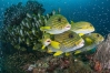 Marine Biology