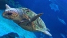 Applied Marine Biology