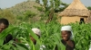 Sustainable agricultural & food systems for the south engineering Master Degree