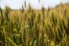 Agriculture, Food and Environmental Sciences