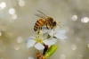 Insect Biotechnology and Bioresources (MSc)