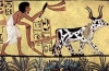 Agricultural sciences and technologies