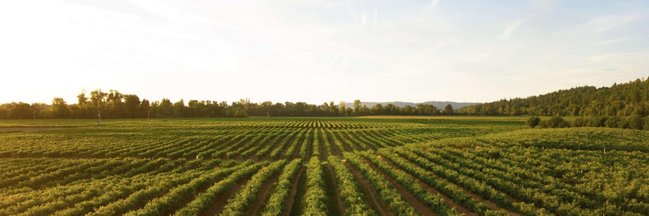 field