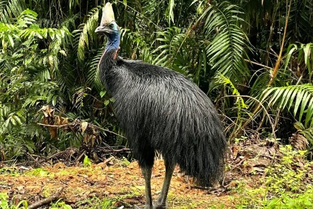 Cassowary-3-1