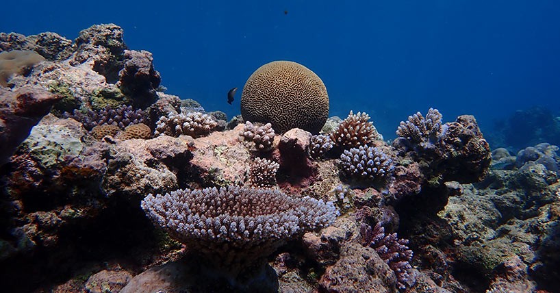 coral-reefs_grid