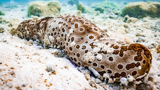 Marine-life-at-Heron-Island-20201203_960X540