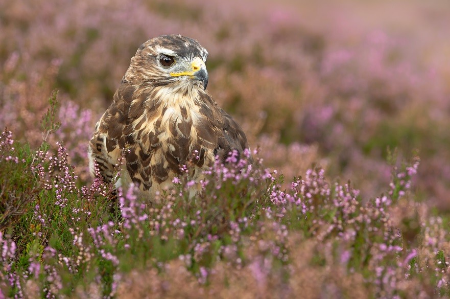 Buzzard