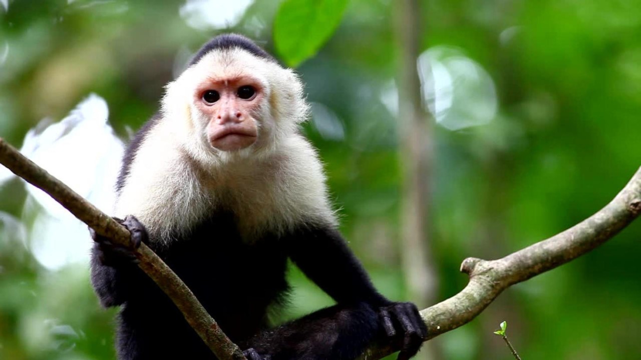 OVPRI_White-faced-capuchin-monkey_1920x1080